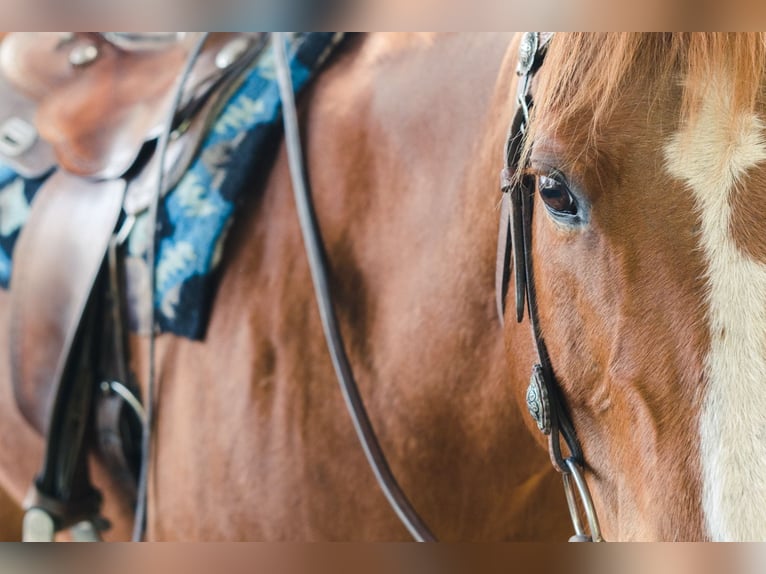 American Quarter Horse Mix Ruin 18 Jaar Vos in Pichling bei Stainz