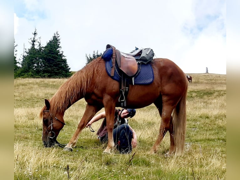 American Quarter Horse Mix Ruin 18 Jaar Vos in Pichling bei Stainz