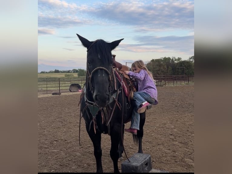 American Quarter Horse Ruin 19 Jaar Zwart in Madill