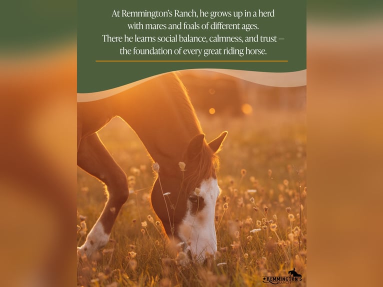 American Quarter Horse Ruin 1 Jaar 135 cm Vos in Arendonk