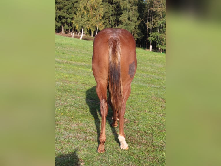 American Quarter Horse Ruin 1 Jaar 138 cm Rood schimmel in STÁRKOV