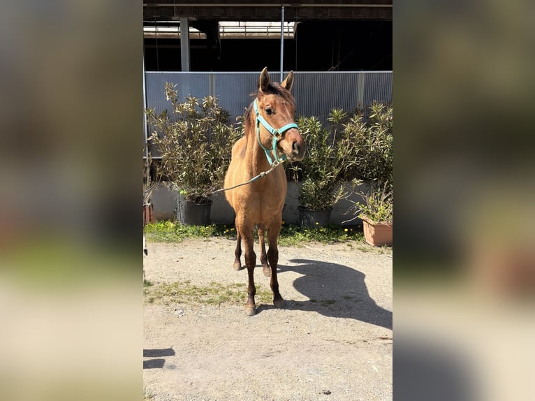 American Quarter Horse Ruin 1 Jaar 140 cm Falbe in Riegersdorf