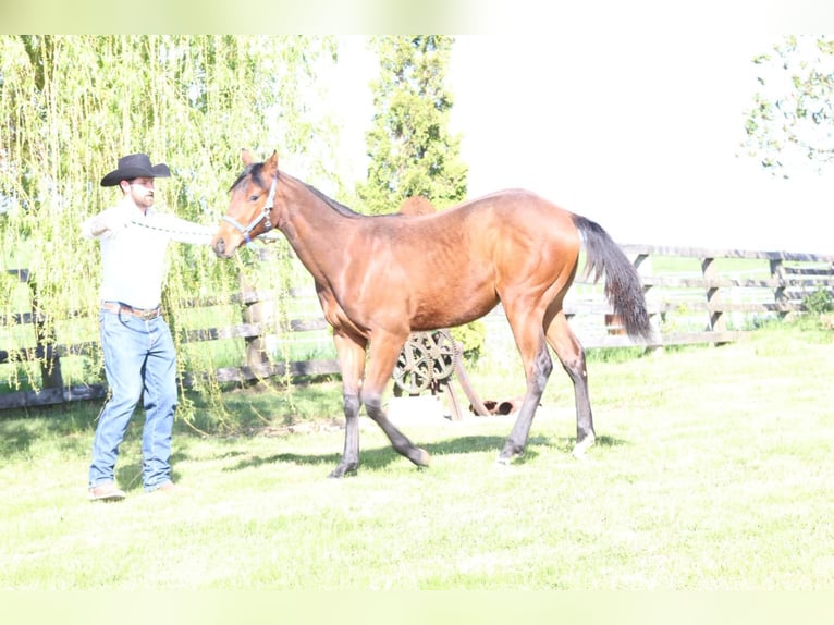 American Quarter Horse Ruin 1 Jaar 140 cm Vos in Aspach