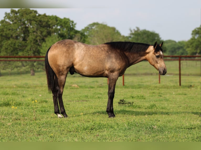 American Quarter Horse Ruin 1 Jaar 142 cm Buckskin in Canton, TX