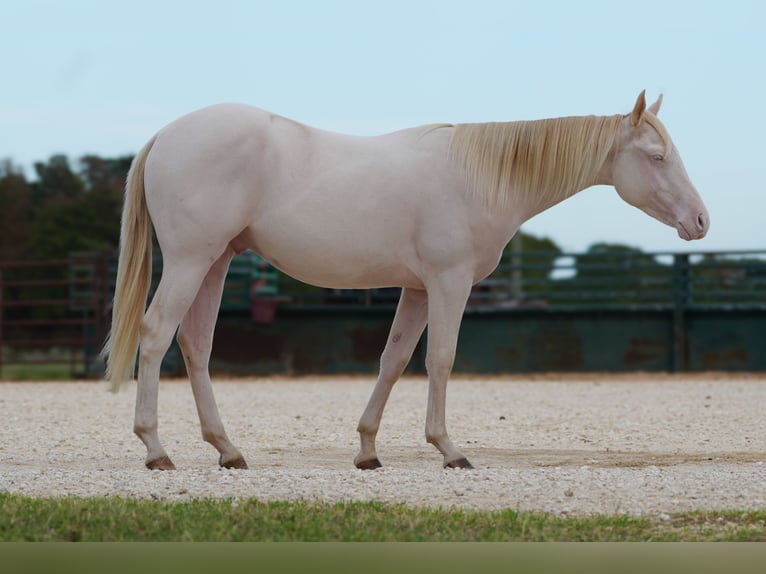 American Quarter Horse Ruin 1 Jaar 142 cm Perlino in Cisco