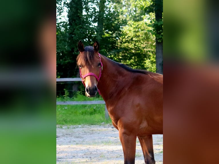 American Quarter Horse Ruin 1 Jaar 150 cm Bruin in Saalow