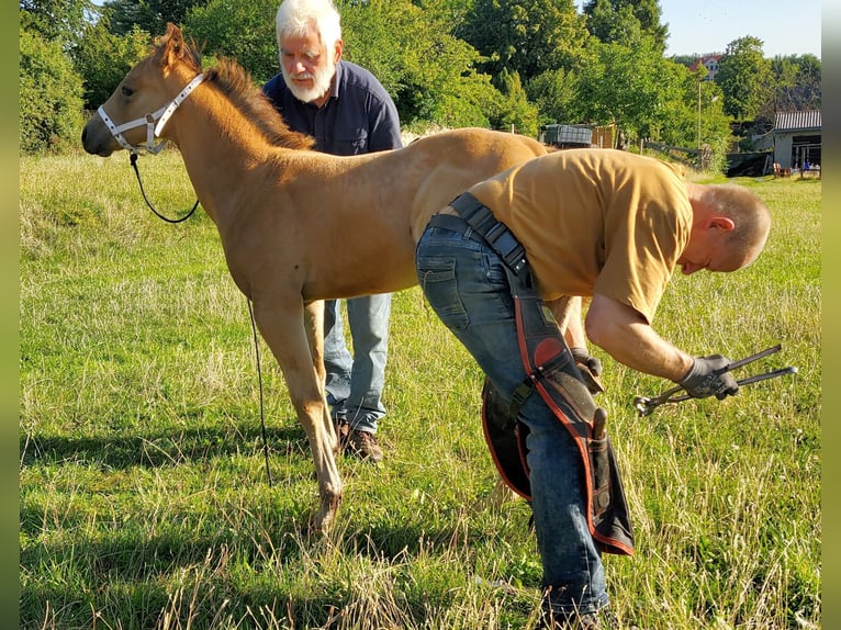 American Quarter Horse Ruin 1 Jaar 150 cm Buckskin in Müglitztal