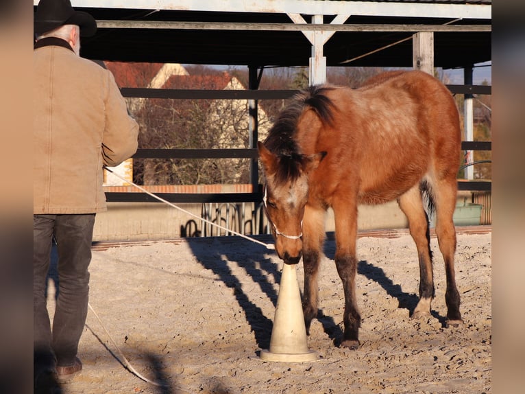 American Quarter Horse Ruin 1 Jaar 150 cm Buckskin in Müglitztal