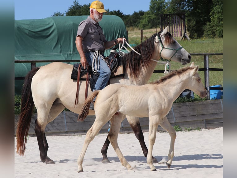 American Quarter Horse Ruin 1 Jaar 150 cm Champagne in Müglitztal