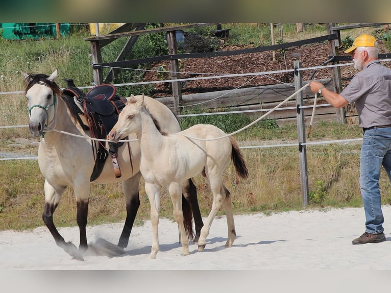 American Quarter Horse Ruin 1 Jaar 150 cm Champagne in Müglitztal