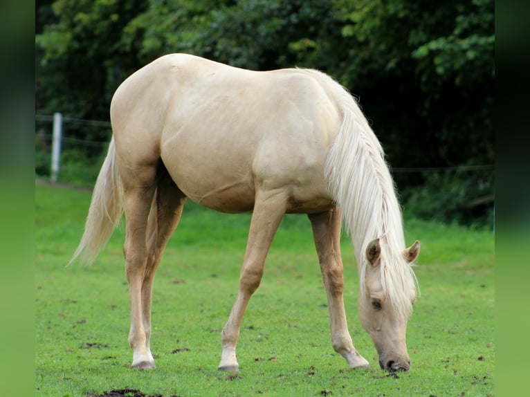 American Quarter Horse Ruin 1 Jaar 150 cm Palomino in Stade