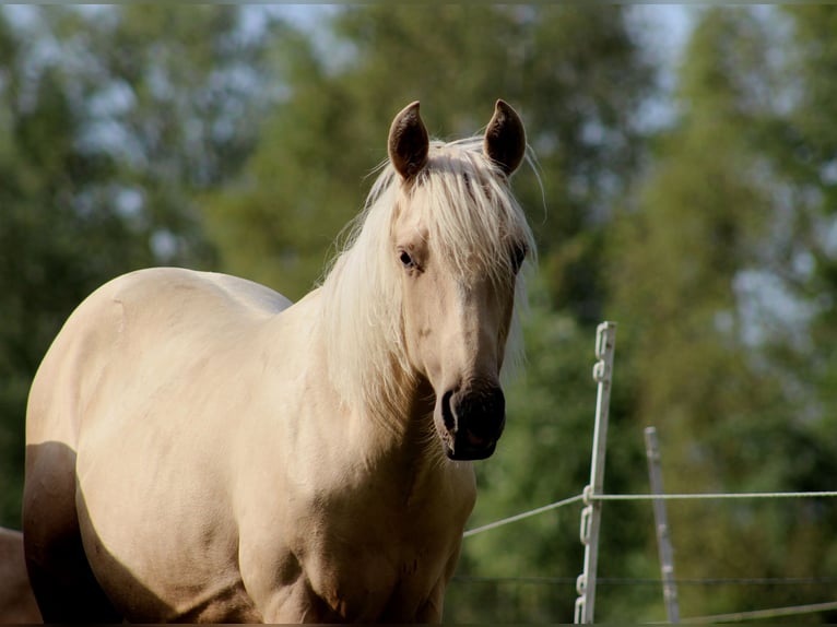 American Quarter Horse Ruin 1 Jaar 150 cm Palomino in Stade