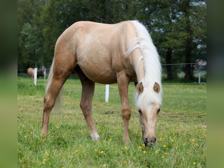 American Quarter Horse Ruin 1 Jaar 150 cm Palomino in Stade