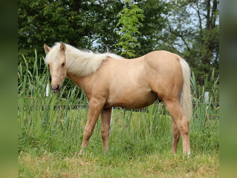 American Quarter Horse Ruin 1 Jaar 150 cm Palomino in Stade