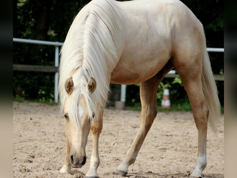 American Quarter Horse Ruin 1 Jaar 150 cm Palomino in Stade