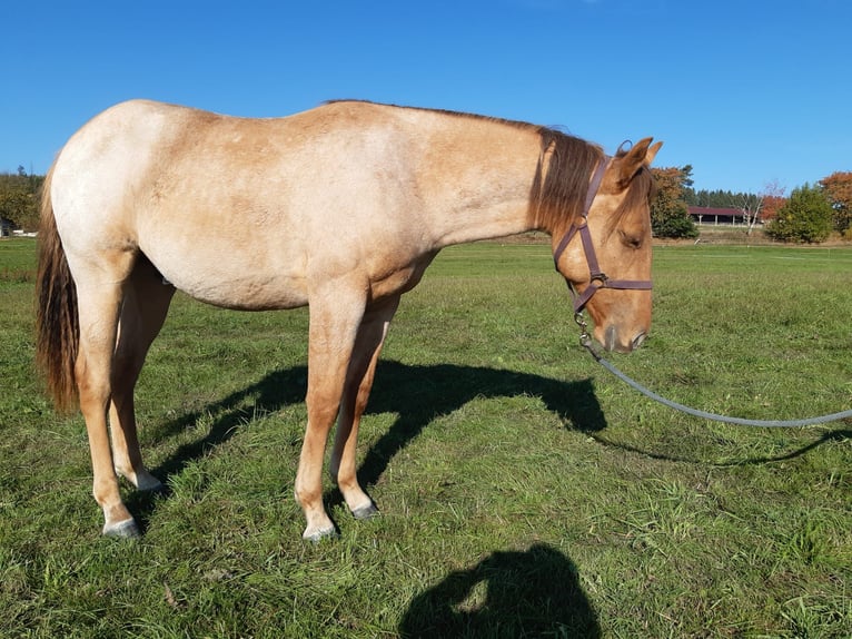 American Quarter Horse Ruin 1 Jaar 150 cm Red Dun in Erbendorf