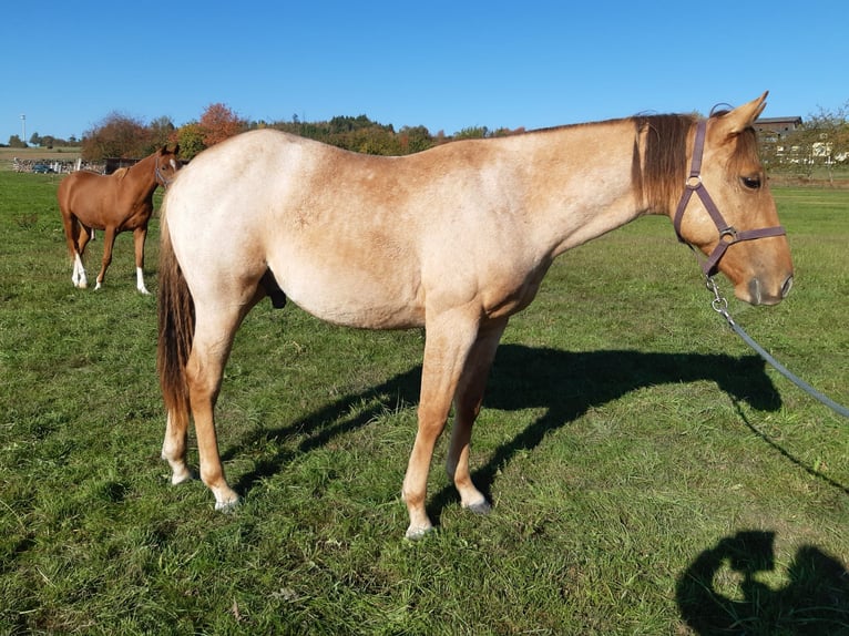 American Quarter Horse Ruin 1 Jaar 150 cm Red Dun in Erbendorf