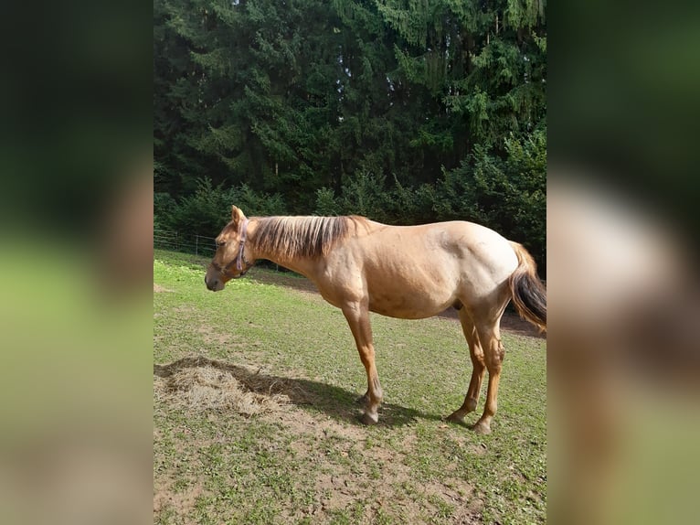 American Quarter Horse Ruin 1 Jaar 150 cm Red Dun in Erbendorf