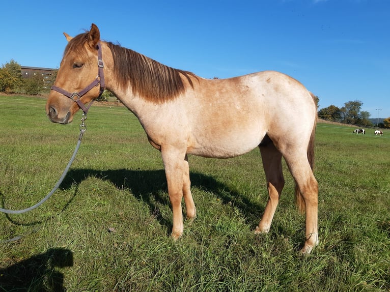 American Quarter Horse Ruin 1 Jaar 150 cm Red Dun in Erbendorf