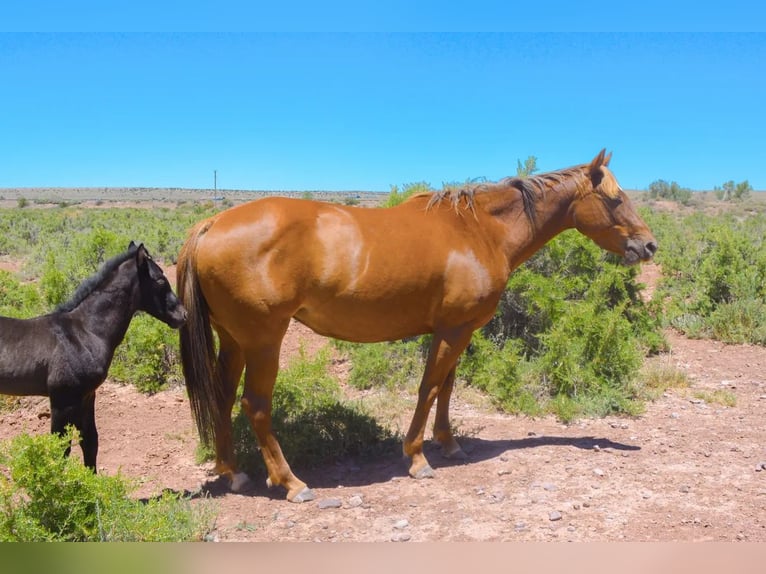 American Quarter Horse Ruin 1 Jaar 152 cm Zwart in Chambers