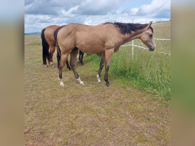 American Quarter Horse Ruin 1 Jaar 154 cm Buckskin in Tann