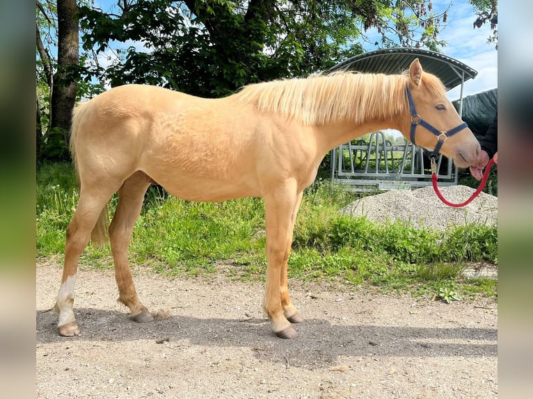 American Quarter Horse Ruin 1 Jaar 154 cm Champagne in Burgheim