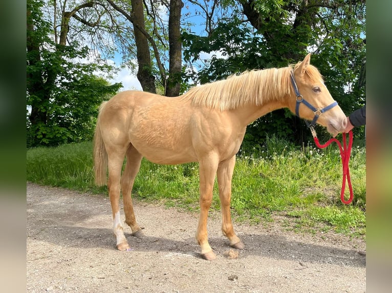 American Quarter Horse Ruin 1 Jaar 154 cm Champagne in Burgheim