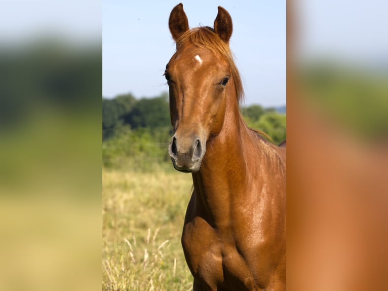 American Quarter Horse Ruin 1 Jaar 155 cm Vos in Fischach