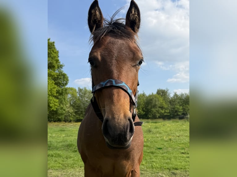 American Quarter Horse Ruin 1 Jaar 160 cm Bruin in Midwolde