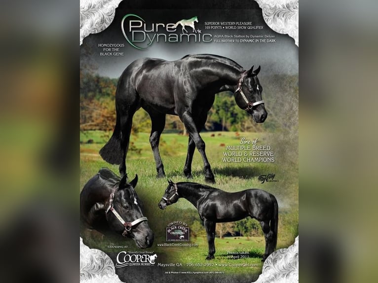 American Quarter Horse Ruin 1 Jaar 160 cm Bruin in Midwolde