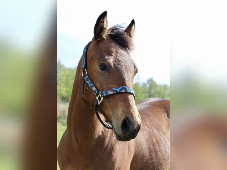 American Quarter Horse Ruin 1 Jaar 160 cm Bruin in Midwolde