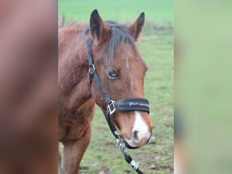 American Quarter Horse Ruin 1 Jaar Bruin in Rosa