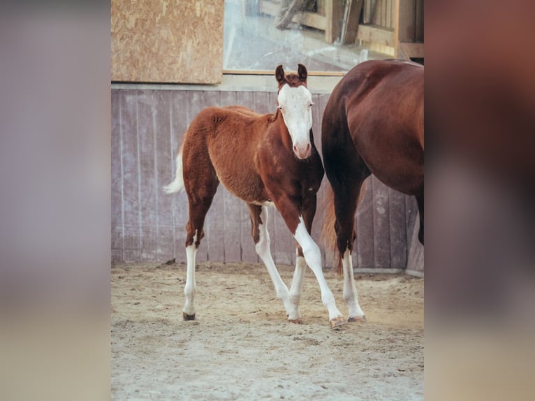 American Quarter Horse Ruin 1 Jaar Overo-alle-kleuren in Haldenwang