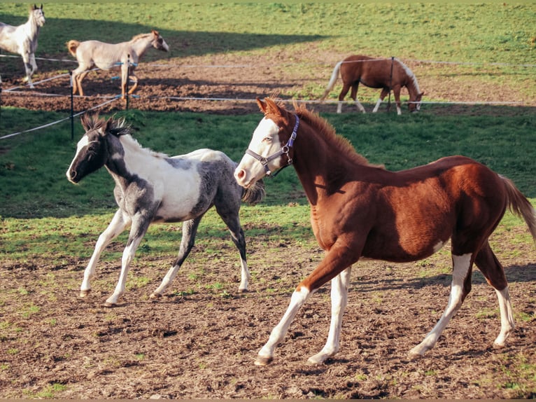 American Quarter Horse Ruin 1 Jaar Overo-alle-kleuren in Haldenwang