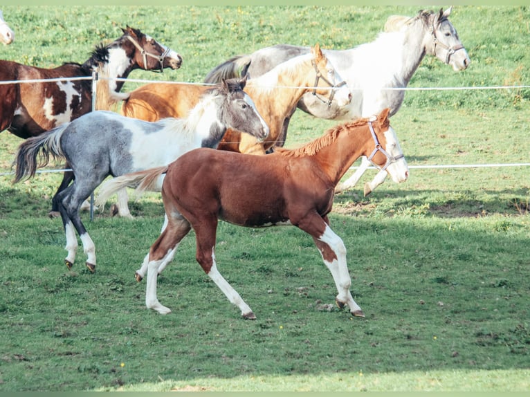 American Quarter Horse Ruin 1 Jaar Overo-alle-kleuren in Haldenwang