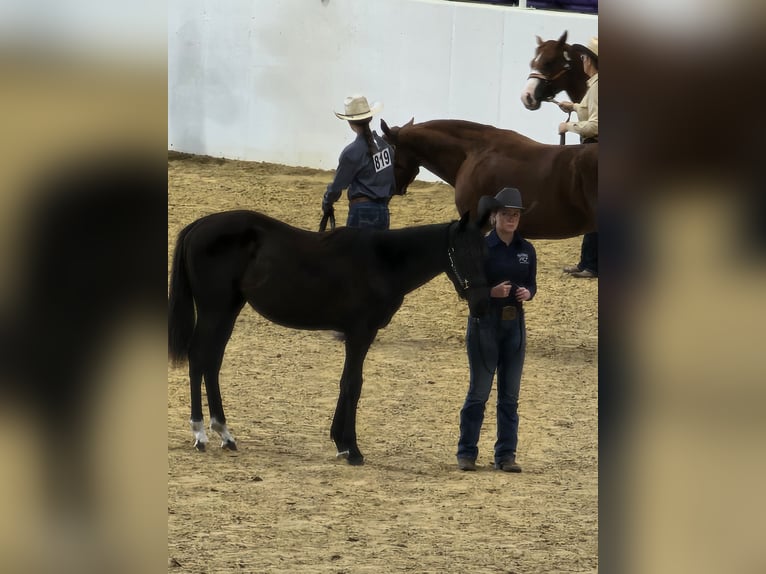 American Quarter Horse Ruin 1 Jaar Zwart in Brooklet