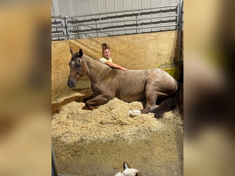 American Quarter Horse Ruin 20 Jaar 152 cm Roan-Red in Mt Hope