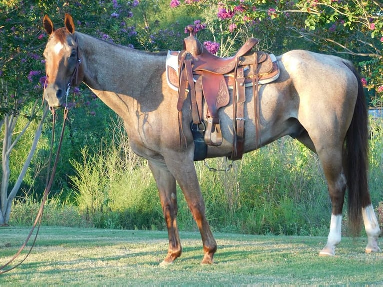 American Quarter Horse Ruin 20 Jaar 152 cm Roan-Red in Mt Hope