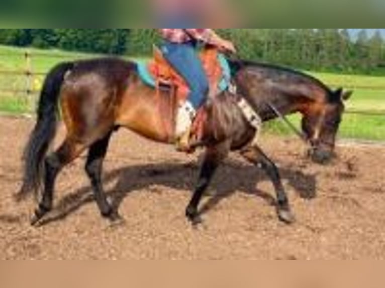 American Quarter Horse Ruin 20 Jaar 153 cm Donkerbruin in Oberburg