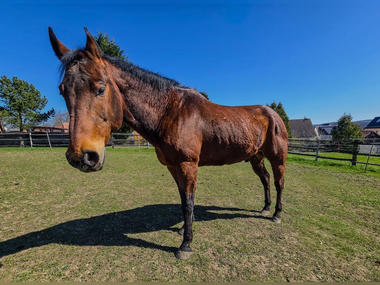 American Quarter Horse Ruin 20 Jaar Bruin in Weimar