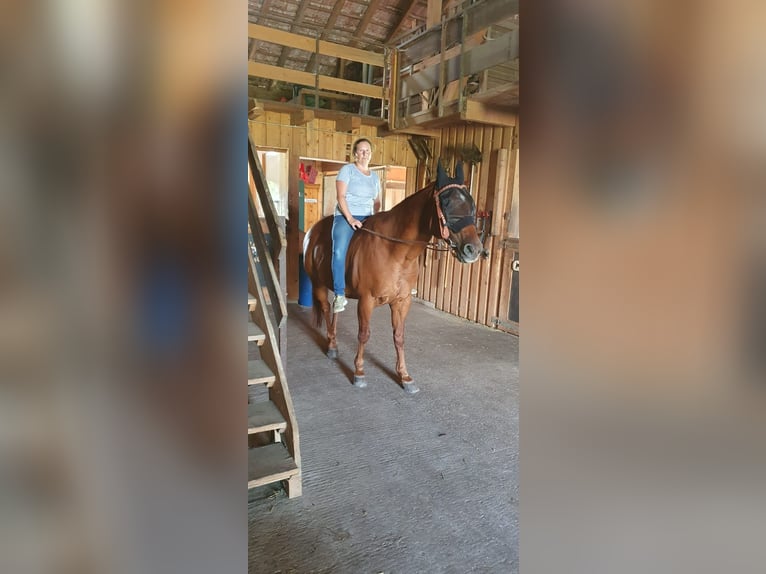 American Quarter Horse Ruin 22 Jaar 155 cm Bruin in Donaueschingen