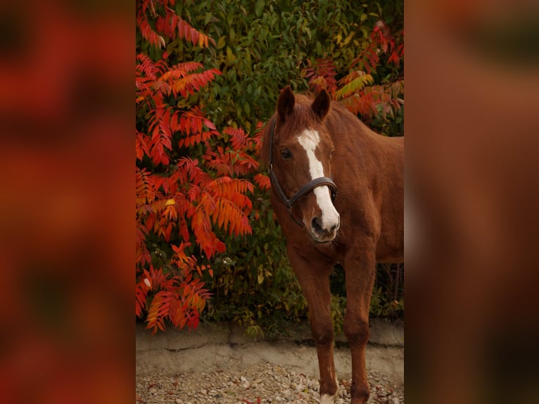 American Quarter Horse Ruin 28 Jaar 160 cm Vos in Nittendorf