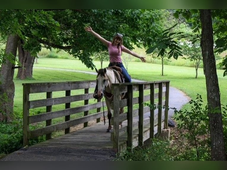 American Quarter Horse Ruin 2 Jaar 132 cm Buckskin in Owensville