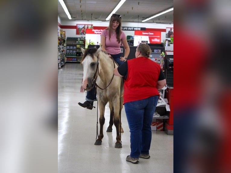 American Quarter Horse Ruin 2 Jaar 132 cm Buckskin in Owensville