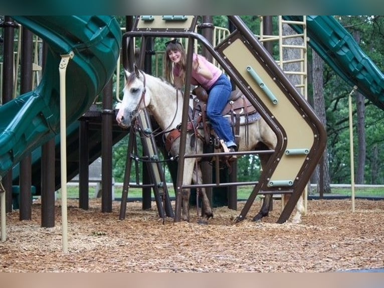 American Quarter Horse Ruin 2 Jaar 132 cm Buckskin in Owensville