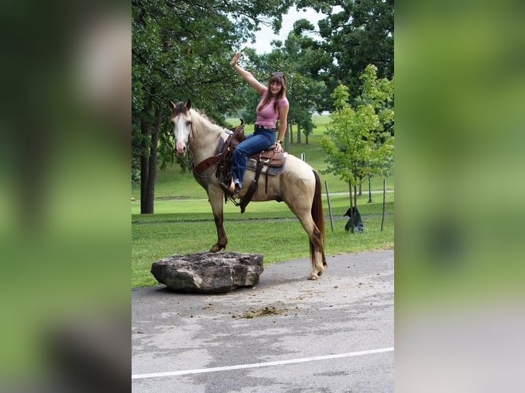 American Quarter Horse Ruin 2 Jaar 132 cm Buckskin in Owensville