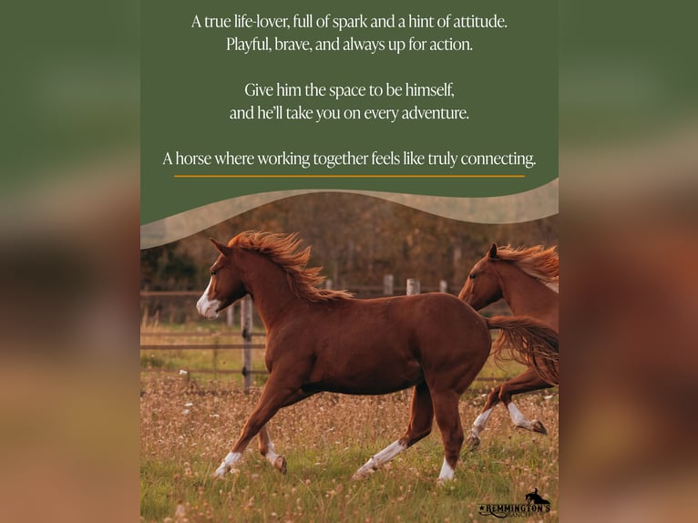 American Quarter Horse Ruin 2 Jaar 135 cm Vos in Arendonk