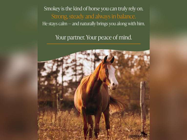 American Quarter Horse Ruin 2 Jaar 135 cm Vos in Arendonk