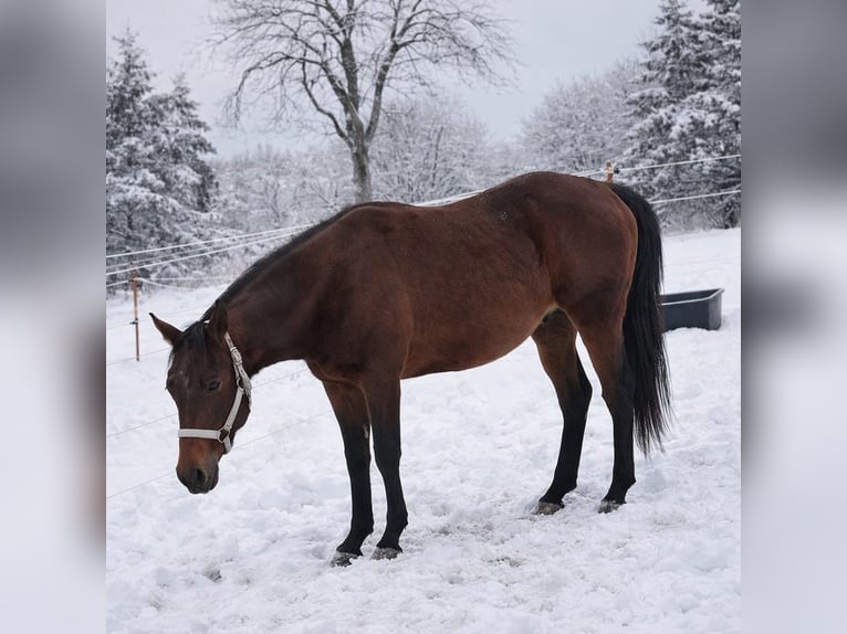 American Quarter Horse Ruin 2 Jaar 140 cm Donkerbruin in Schefflenz