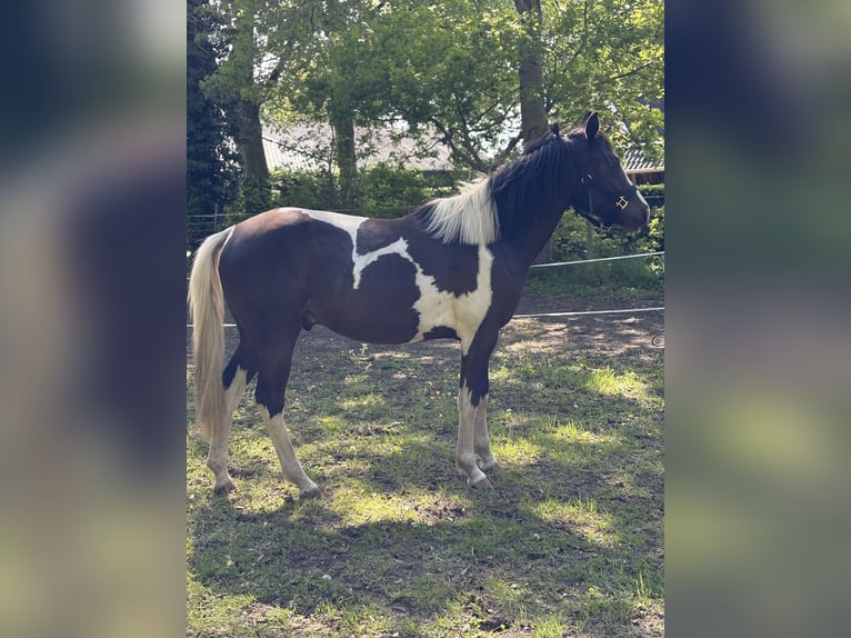 American Quarter Horse Ruin 2 Jaar 140 cm Gevlekt-paard in Siddeburen American Quarter Horse Ruin 2 Jaar 140 cm Gevlekt-paard in Siddeburen